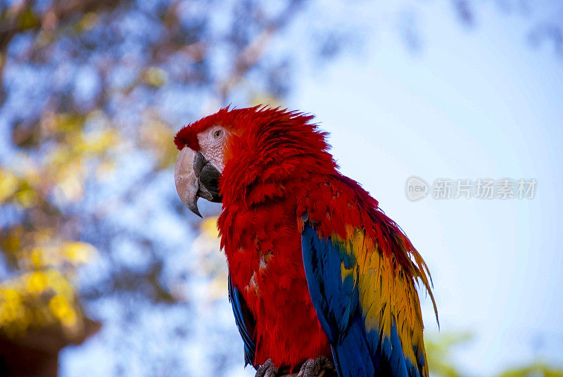 在开阔的空间里有彩色羽毛的鸟，在中美洲的花园中被称为鳄梨或Ara Macao。
